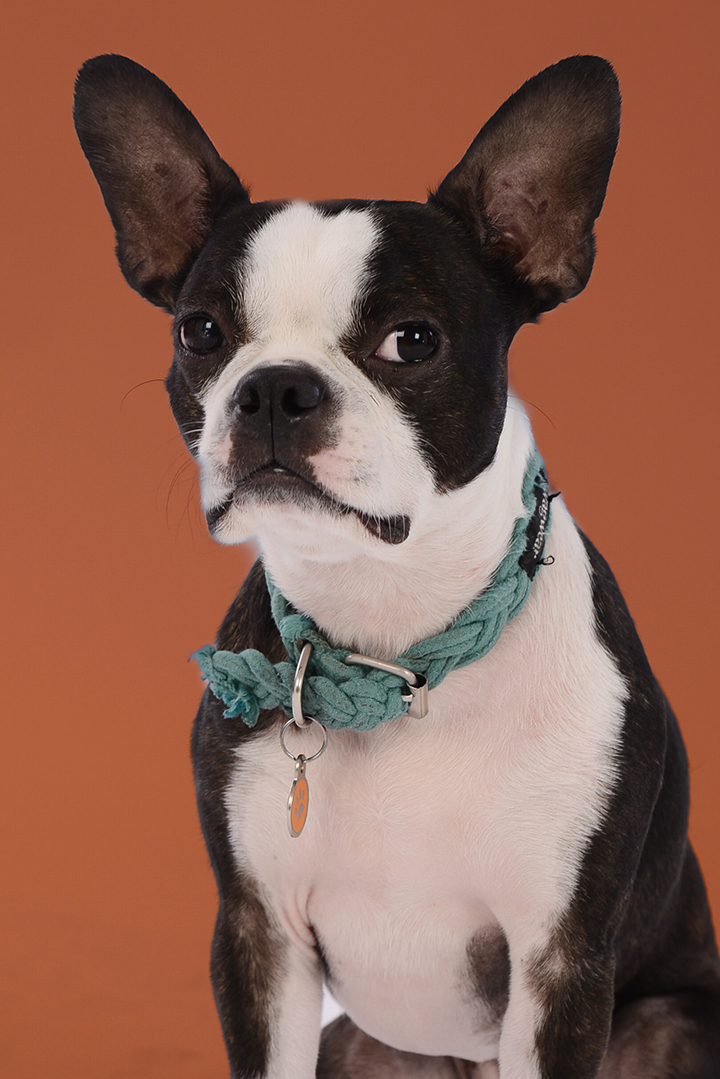 Best Boston terrier